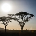 TZA MAR SerengetiNP 2016DEC23 Seronera 008 : 2016, 2016 - African Adventures, Africa, Date, December, Eastern, Mara, Month, Places, Serengeti National Park, Seronera, Tanzania, Trips, Year
